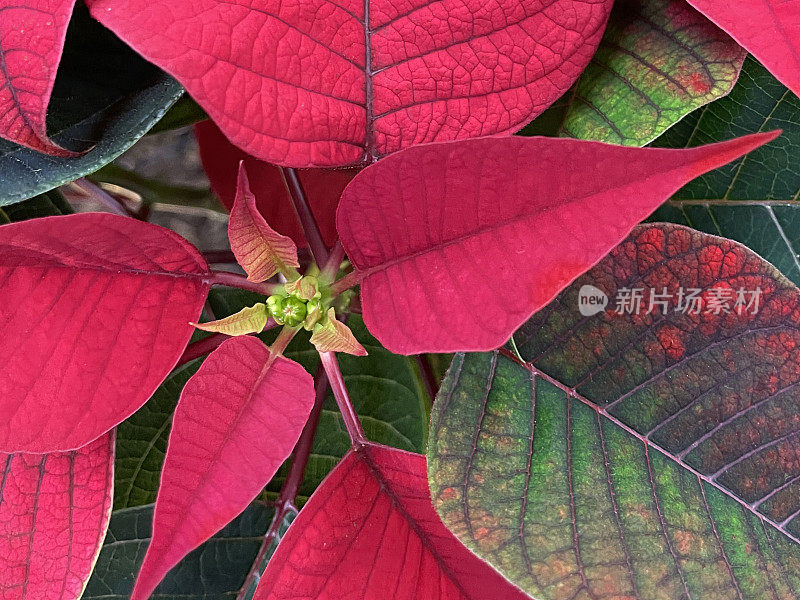 一品红(Euphorbia pulcherrima)全帧图像，红色苞片，高视野，聚焦前景